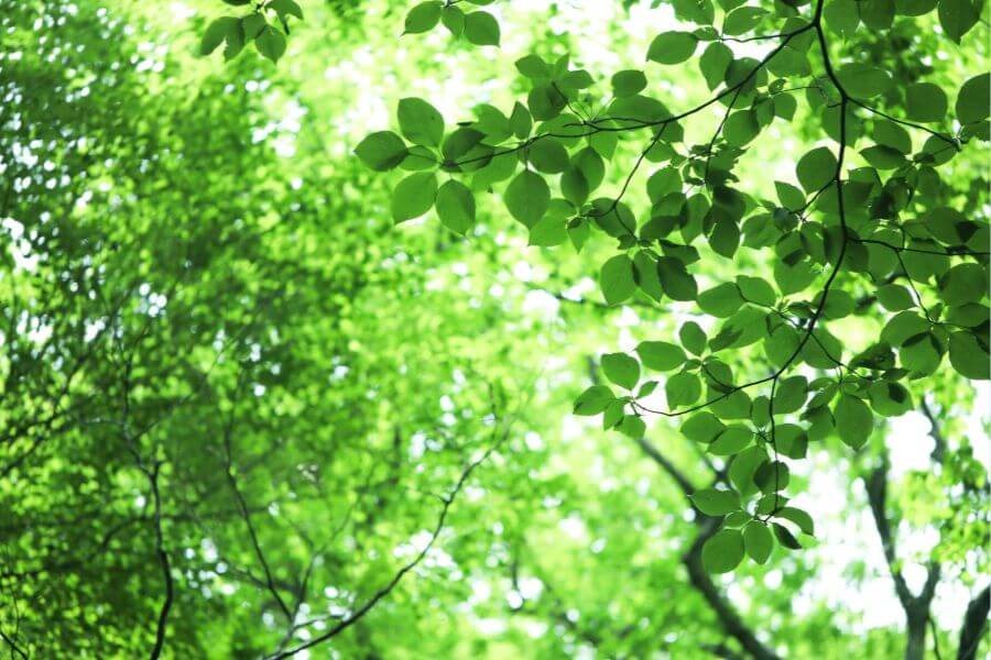 明るい未来を想像させるような光がこぼれる新緑の木々のイメージ